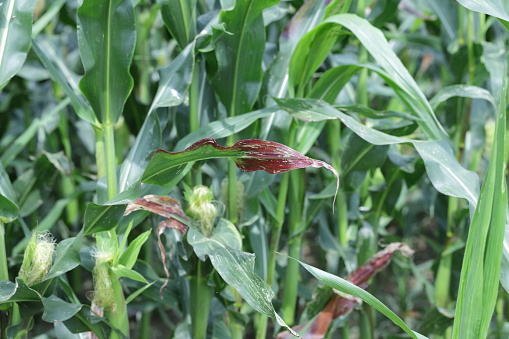 Red discoloration of corn leaves due to nutrient deficiencies or disease caused by viruses or bacteria.