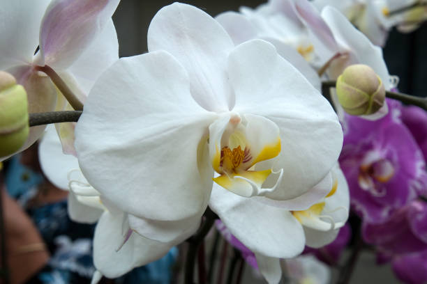 istock Single flower of a white moth orchid 1334604205