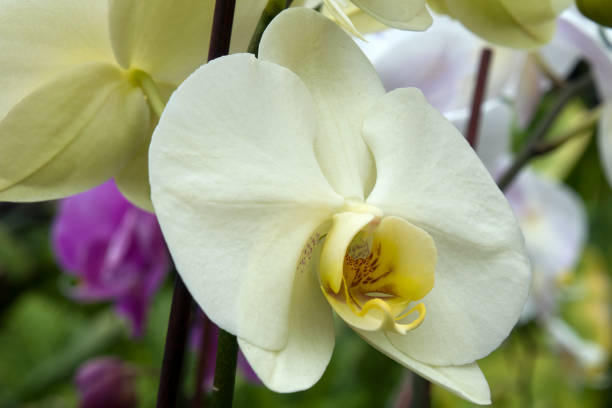 Cream flower of a moth orchid