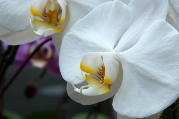 istock Flowering white moth orchid with yellow and red markings 1334604339