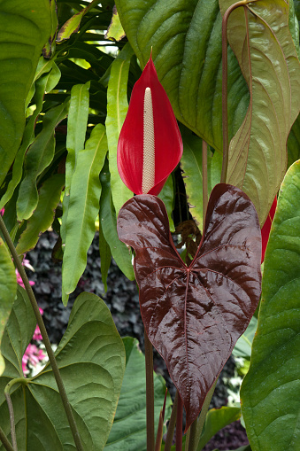 Anthurium chamberlainii is endemic to Venezuela’s montane rainforest.  The huge heart shaped leaves emerge redish brown, the colour indicates the presence of anthocyanins, that help deter herbivores and insects from eating the new leaves and provide sun protection for the delicate new foliage.