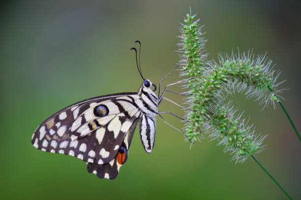 istock A beautiful Lemon butterfly or also known as lime swallowtail or  chequered swallowtail, resting on the flower plants in a nice and soft green natures background. 1334604615