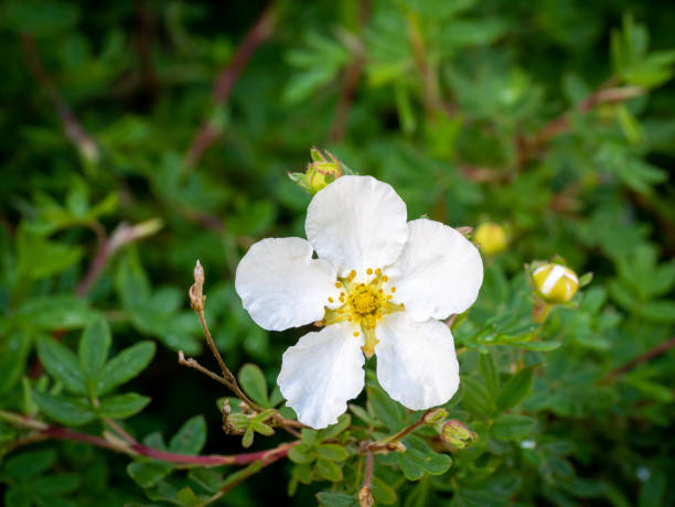 Shrubby cinquefoil, Dasiphora fruticosa syn Potentilla fruticosa Abbotswood, close up of white flower in spring, Netherlands Shrubby cinquefoil, Dasiphora fruticosa syn Potentilla fruticosa Abbotswood, close up of white flower with five petals in spring, Netherlands potentilla fruticosa stock pictures, royalty-free photos & images
