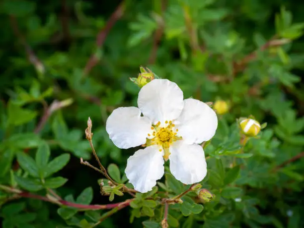 Shrubby cinquefoil, Dasiphora fruticosa syn Potentilla fruticosa Abbotswood, close up of white flower with five petals in spring, Netherlands