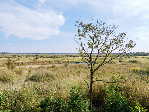 Panorama view of National Park Alde Feanen in Friesland, Netherlands
