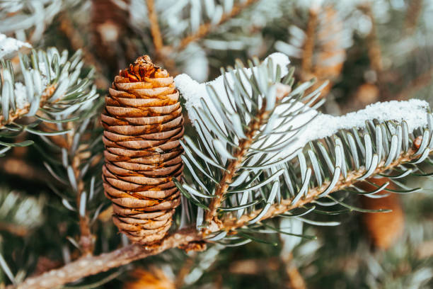 Beautiful real tree spruce, needles, branches, cones close-up. The Christmas tree is covered with white fluffy snow in winter. Christmas mood in December