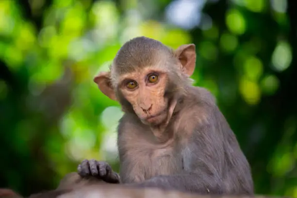 Photo of Monkey portrait in wildlife sitting under on the tree in tropical forest . Monkey in the nature. The rhesus macaque monkey . Monkeys portrait Close-up. Monkey lives in a natural forest of India. funny monkey looking into the Camera in playful mood.