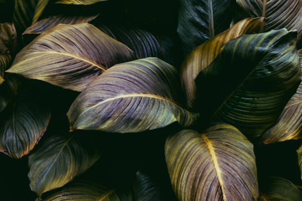 istock leaves of Spathiphyllum cannifolium 1334606128