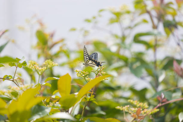 Butterflies perching or flying on flowers