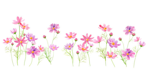 Cosmos flowers blooming side by side. Vector data of watercolor illustrations. Layout adjustable wild chrysanthemum stock illustrations