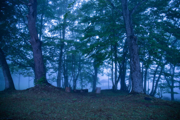 istock Campsite with early morning fog 1334606320
