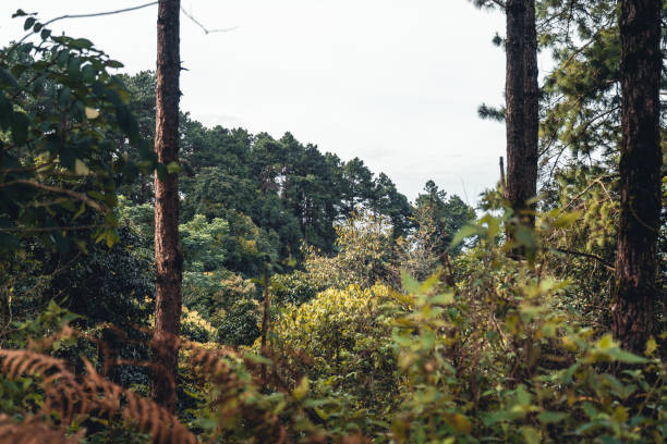 istock Summer forest and the road into the forest 1334607312