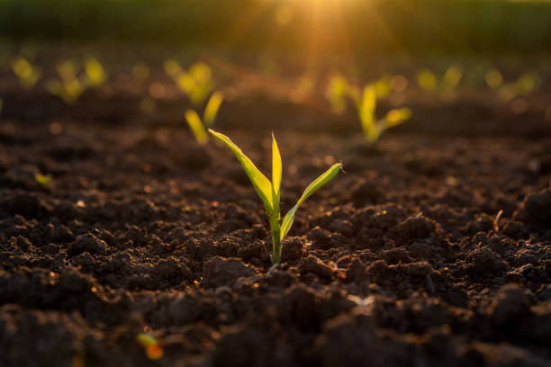 istock Green corn maize plants on a field. Agricultural landscape 1334607443