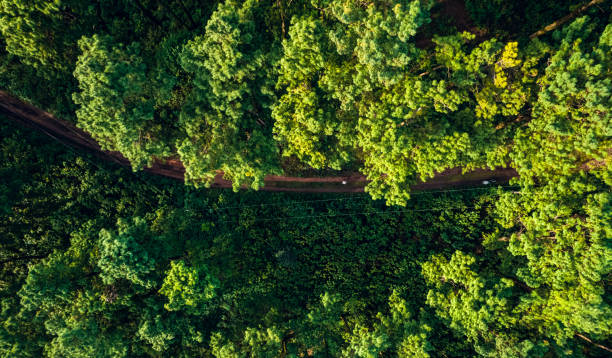 istock Mountains and summer green forests 1334610042