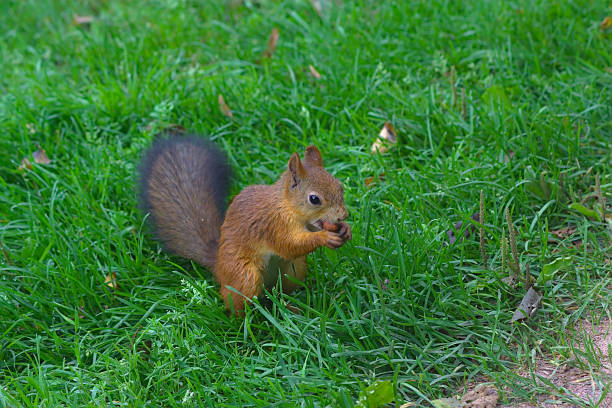 istock A baby squirrel posing for the camera 1334614425