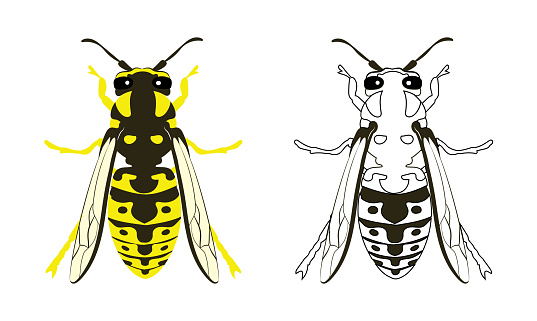 Yellowjacket Yellow Jacket Wasp Hornet Vector Illustration Fill and Outline Isolated on White Background. Insects Bugs Worms Pest and Flies.