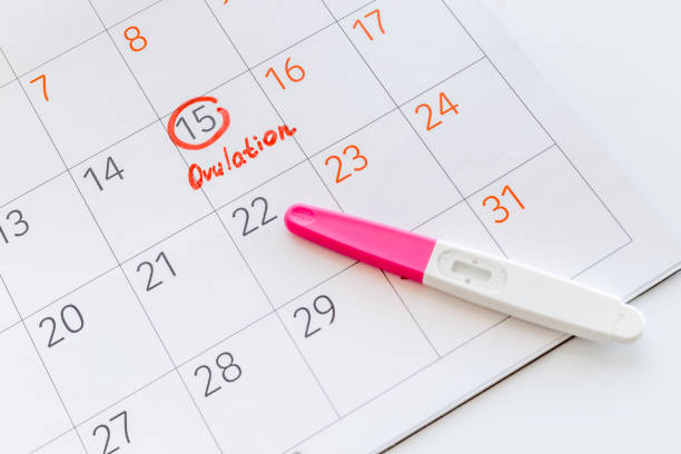 istock Ovulation day mark in calendar with ovulation home test 1334617330