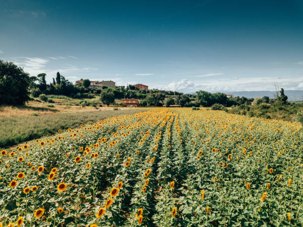 istock sunflower field at summer 1334622470