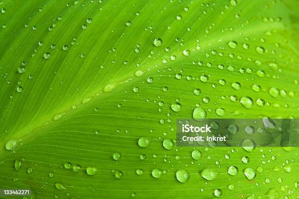Rain Drops On A Leaf Stock Photo - Download Image Now - Bright, Close-up, Cold Drink