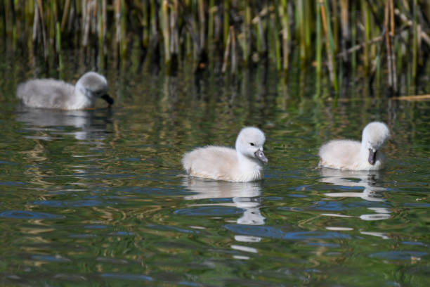New Born Cygnets' first swim
