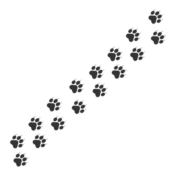 istock Paw print symbol of animal clipart 1334623035