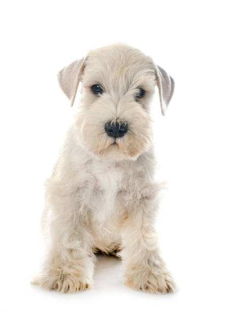 istock puppy miniature schnauzer 1334624217