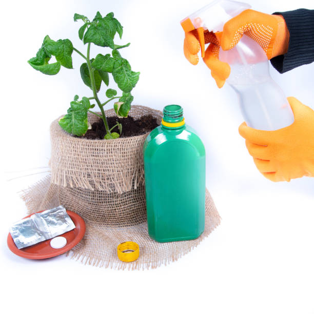 Bottles with agent against plant diseases and sprayer on white background. Hands processing vegetable plants against diseases, crop pests. stock photo