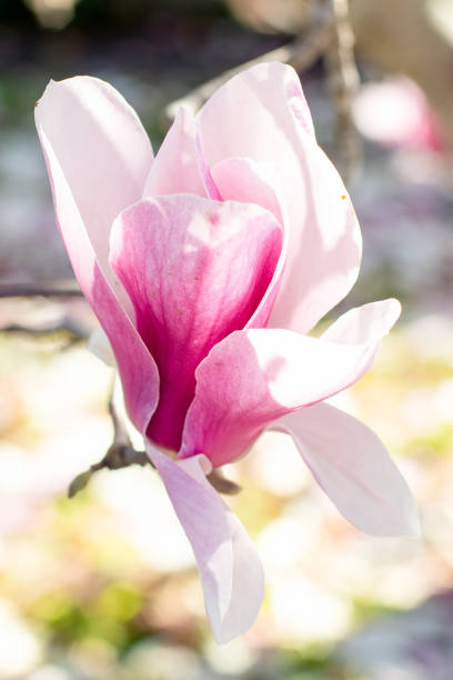 istock Beautiful pink magnolia flower blooming on the tree. Spring blossom 1334624796