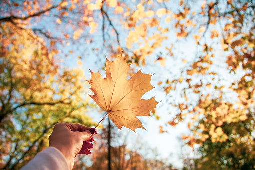 Young woman holds yellow autumn maple leaf in a park.