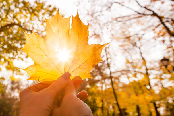 男女の手は公園でそれを通して輝く太陽と穴でカエデの葉を保持します - 嬉しい　秋 ストックフォトと画像