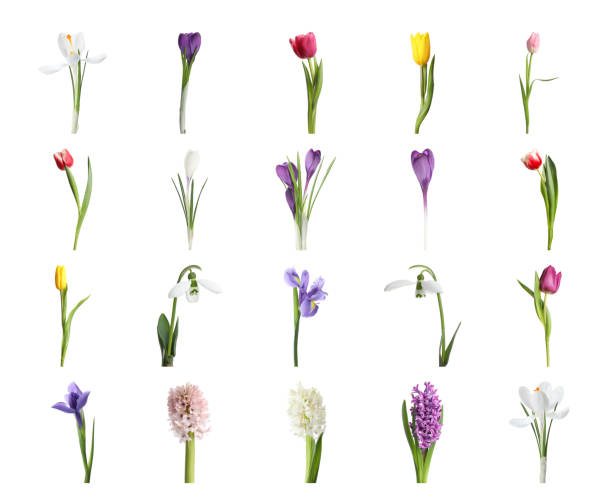 collage with beautiful spring flowers on white background. - flower white tulip blossom imagens e fotografias de stock