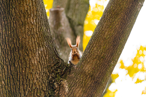 Fluffy beautiful squirrel on a tree trunk among yellow leaves in autumn in a city park.