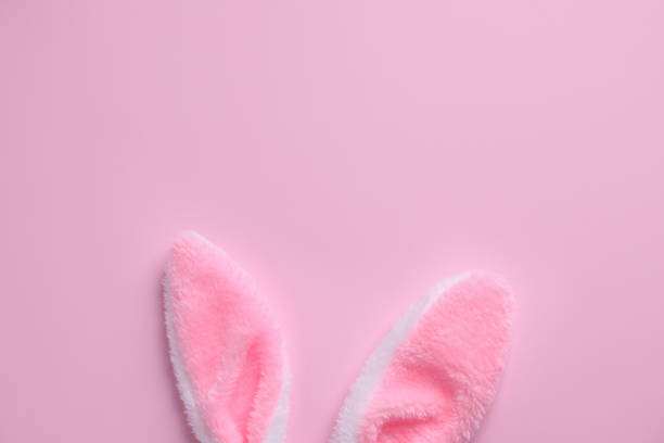 istock Easter bunny ears on pink background, top view. Space for text 1334629256