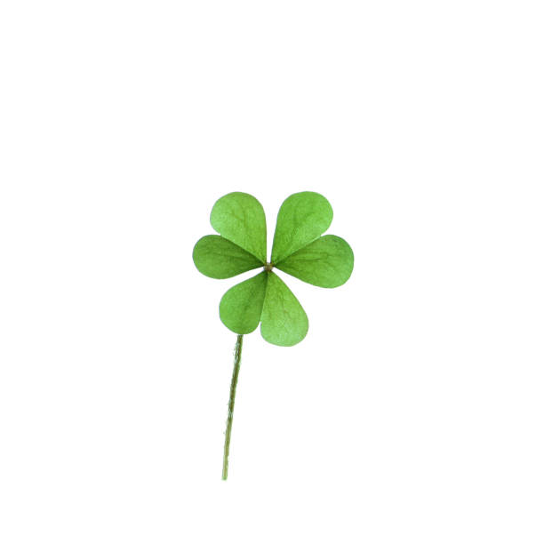 istock Fresh clover leaf isolated on white. St. Patrick's Day celebration 1334629339