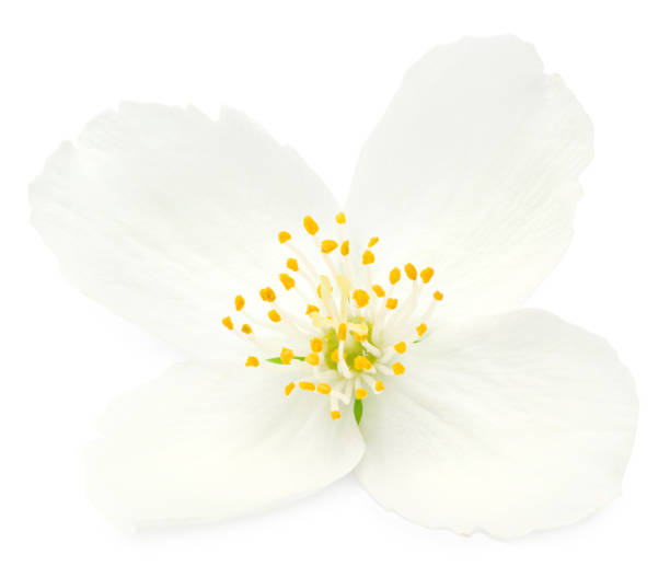 istock Jasmine flower head isolated on white background. clipping path 1334629962