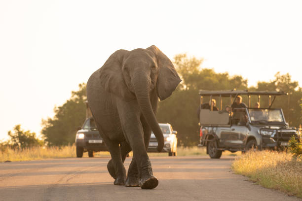 カメラを見下ろす道路を歩く象 - kruger national park ストックフォトと画像