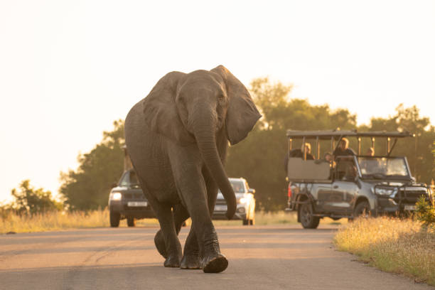 słoń chodzący po drodze patrząc na kamerę - park narodowy krugera zdjęcia i obrazy z banku zdjęć