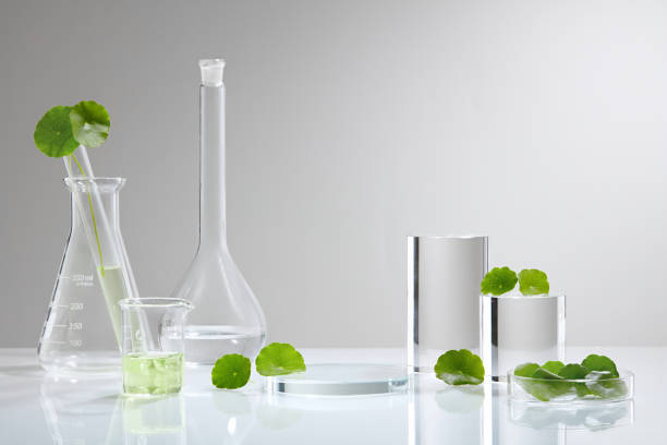 istock Laboratory experiment and research with centella asiatica (gotu kola) 1334630733