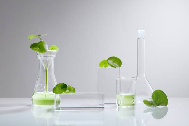 istock Centella asiatica (gotu kola) background Cosmetics laboratory 1334630738