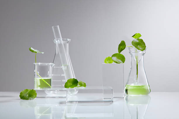 istock Centella asiatica (gotu kola) background Cosmetics laboratory 1334630814