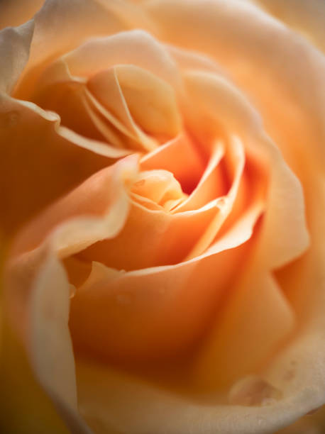 zbliżenie róży w kolorze moreli z kroplami wody - rose anniversary flower nobody zdjęcia i obrazy z banku zdjęć