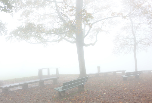 Natural park in foggy autumn, benches and trees visible through the fog
