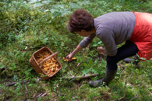 Mature woman picking chantarelles in the forest.