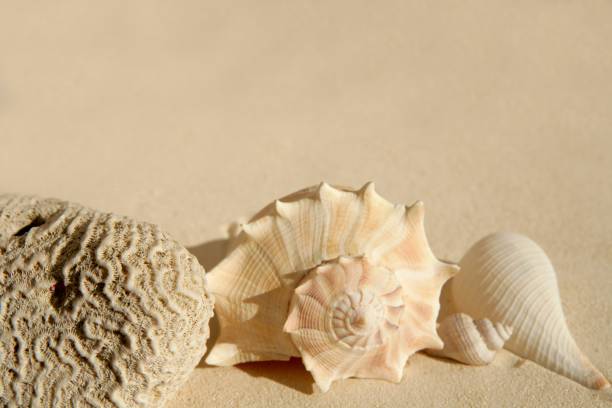 Caribbean beach sand with sea shells and brain coral