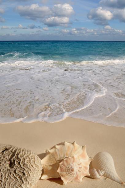 istock Caribbean sea tropical turquoise beach with sea shells on sand 1334638804