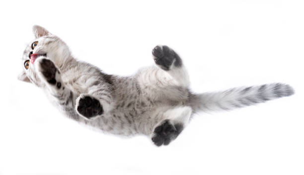 istock british short hair kitten 1334638928