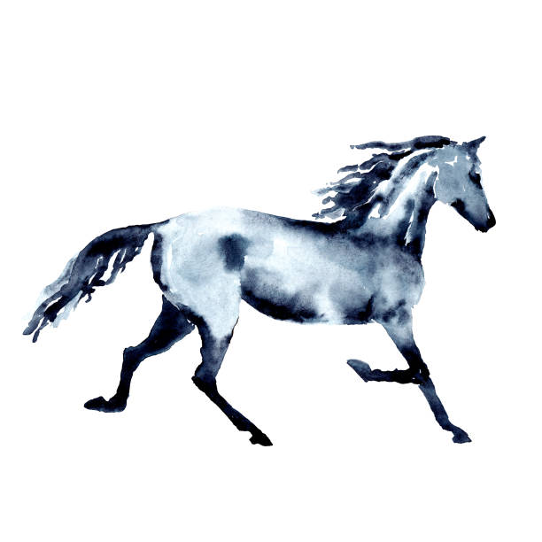 トロットの馬。水彩画やインクの手の塗装。美しい手描きイラストを白に。 - horse arabian horse arabia white点のイラスト素材／クリップアート素材／マンガ素材／アイコン素材
