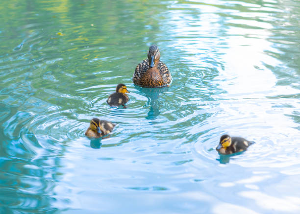 Female Mallard duck (Anas platyrhynchos) swimming in the lake with her recently hatched ducklings stock photo