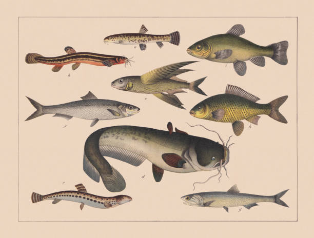 Bony fishes (Teleostei), hand-colored chromolithograph, published in 1882 Bony fishes (Teleostei): a) Stone loach (Barbatula barbatula); b) Weatherfish (Misgurnus fossilis); c) Spined loach (Cobitis taenia); d) Wels catfish (Silurus glanis); e) Flyingfish (Exocoetus volitans); f) Atlantic herring (Clupea harengus); g) European anchovy (Engraulis encrasicolus); h) Common carp (Cyprinus carpio); i) Tench (Tinca tinca). Chromolithograph, published in 1882. tinca tinca stock illustrations
