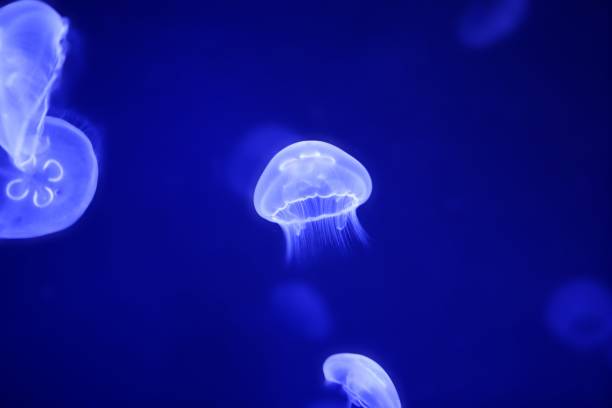 istock Moon jellyfish over blue water 1334639801